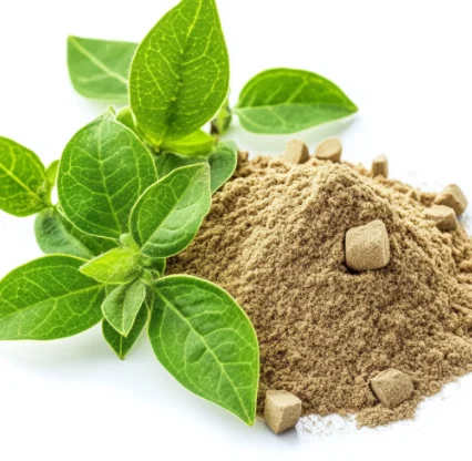 Gymnema Leaf Extract